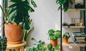 pexels-huy-phan-316220-3891103_11zon